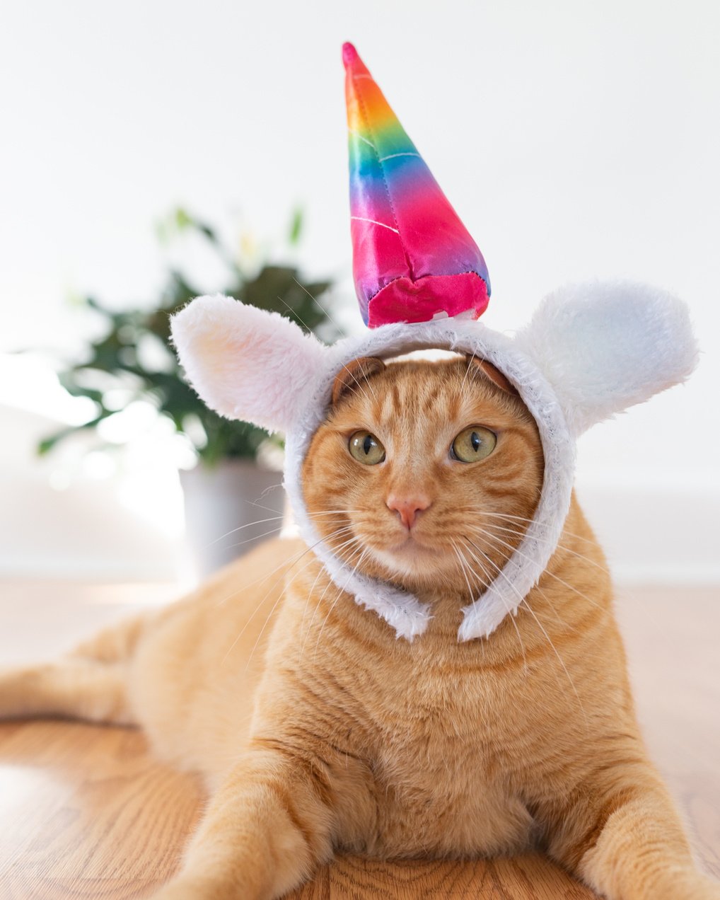 Funny cat